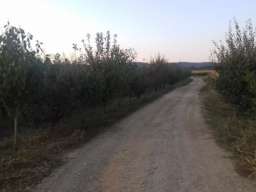 Poljoprivredno zemljiste sa zasadom voca-Irig