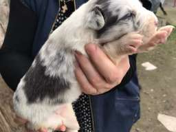 Border koli &scaron;tenci