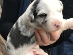 Border koli &scaron;tenci