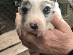 Border koli &scaron;tenci