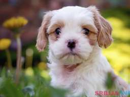 Cavamalt &scaron;tenci