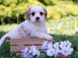 Cavamalt &scaron;tenci