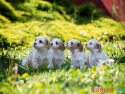 Cavamalt &scaron;tenci