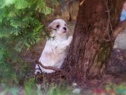 Cavamalt &scaron;tenci