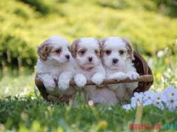 Cavamalt &scaron;tenci