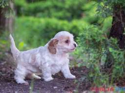 Cavamalt &scaron;tenci