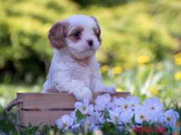 Cavamalt &scaron;tenci