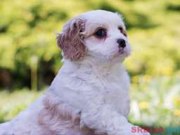 Cavamalt &scaron;tenci