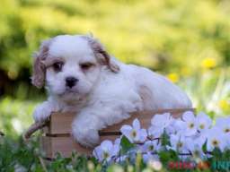 Cavamalt &scaron;tenci