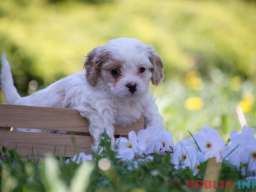 Cavamalt &scaron;tenci