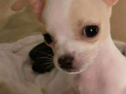 Mini civave " Princess Chihuahua Kennel "