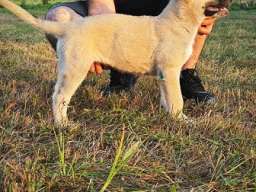 Turski Kangal - muško štene