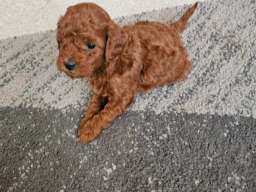 Najmanje pudle, od najlepsih roditelja u Evropi 