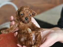 Najmanje pudle, od najlepsih roditelja u Evropi 