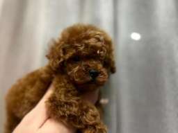 Najmanje pudle, od najlepsih roditelja u Evropi 