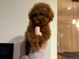 Najmanje pudle, od najlepsih roditelja u Evropi 