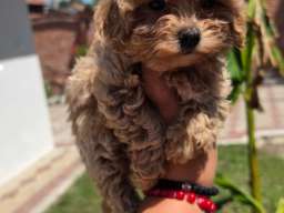 Maltipoo bebe 