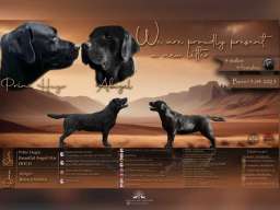 Na prodaju stenci Labrador retriver 