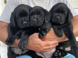 Na prodaju stenci Labrador retriver 