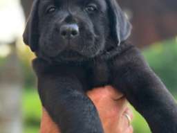 Na prodaju stenci Labrador retriver 