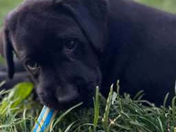 Na prodaju stenci Labrador retriver 