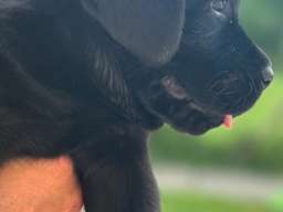 Na prodaju stenci Labrador retriver 