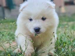 U ponudi mužjak SAMOJEDA 