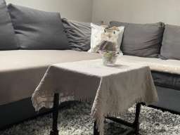 Dvosoban Apartman Yellow flowers Beograd Palilula