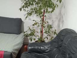 Dvosoban Apartman Yellow flowers Beograd Palilula