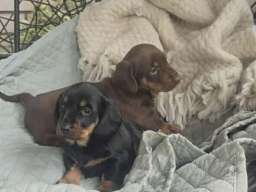 &Scaron;tenad jazavičara 