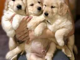 Zlatni retriver 3nnn