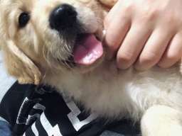 Zlatni retriver 3nnn