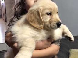 Zlatni retriver 3nnn