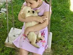 Zlatni retriver 3nnn