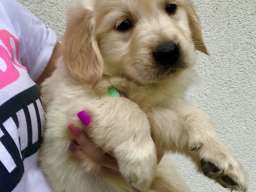 Zlatni retriver 3nnn