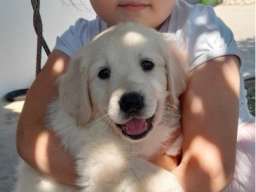 Zlatni retriver 3nnn