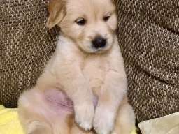 Zlatni retriver 3nnn