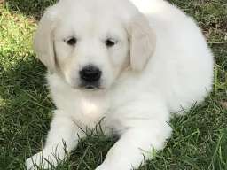 Zlatni retriver 3nnn