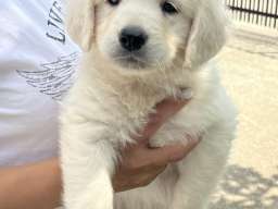 Zlatni retriver 3nnn