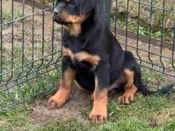 Na prodaju štenad Rottweilera vrhunskog porekla. 