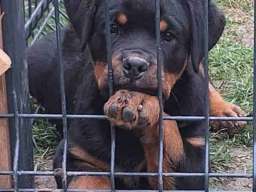 Na prodaju &scaron;tenad Rottweilera vrhunskog porekla. 