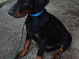 Doberman mu&scaron;ko &scaron;tene 