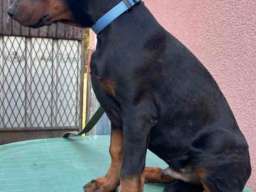 Doberman mu&scaron;ko &scaron;tene 