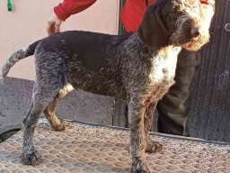 Nemački o&scaron;trodlaki ptičar