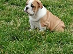 Engleski buldog &scaron;tenci