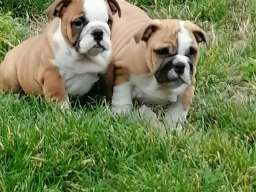 Engleski buldog &scaron;tenci