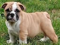 Engleski buldog &scaron;tenci