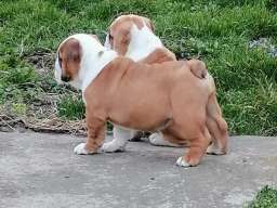 Engleski buldog &scaron;tenci