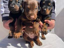 Doberman prelepi &scaron;tenci
