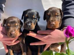 Doberman prelepi &scaron;tenci